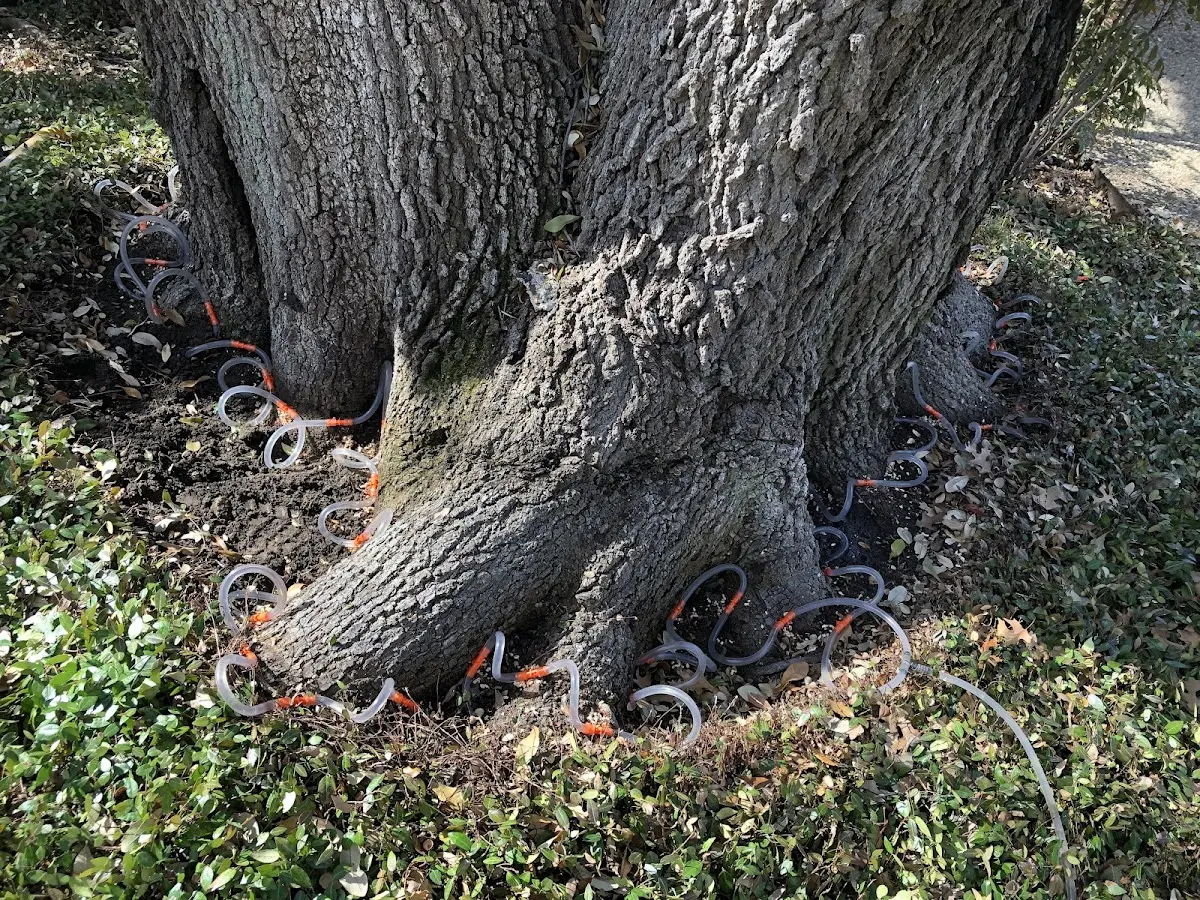 Detailed Tree Cabling and Bracing job site in Porter Corners