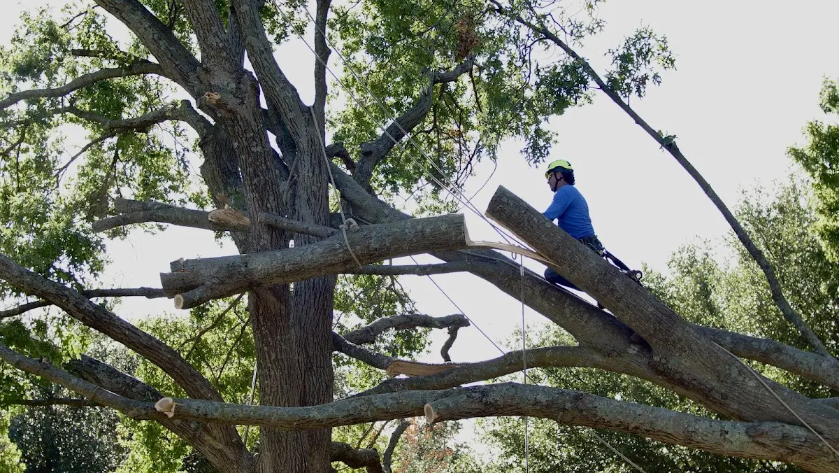 Professional Crown Thinning performed by certified arborists in Porter Corners