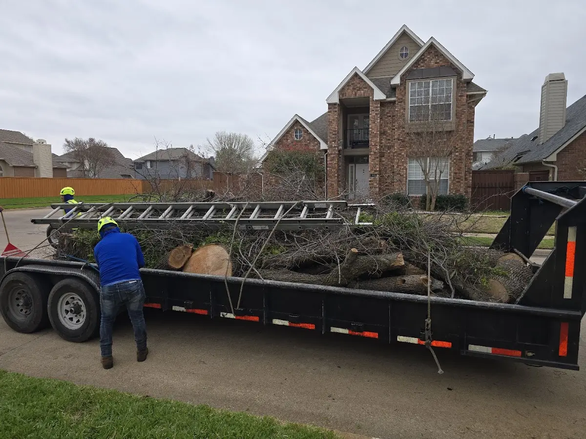 Expert Tree Pest Control with proper safety equipment in Porter Corners